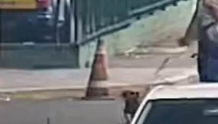 Passageira abandona cadela em rodoviária e é indiciada por maus-tratos em Florianópolis