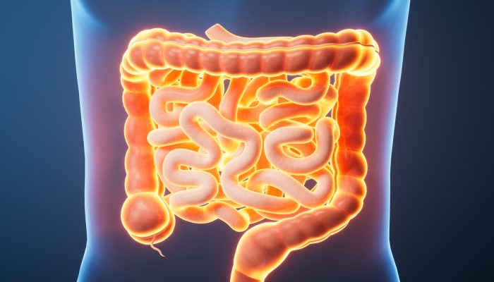 1 de 1 Ilustração colorida de intestino humano - Metrópoles - Foto: Jian Fan/Getty Images