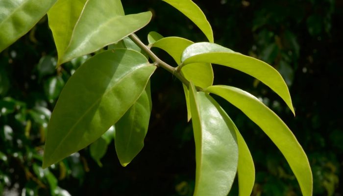 1 de 1 Foto colorida de ora-pro-nóbis, planta tradicional brasileira - Ora-pro-nóbis: conheça ...