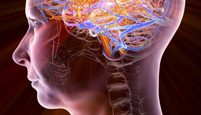 1 de 1 Ilustração colorida de tronco humano - Metrópoles - Foto: KATERYNA KON/SCIENCE PHOTO LI...