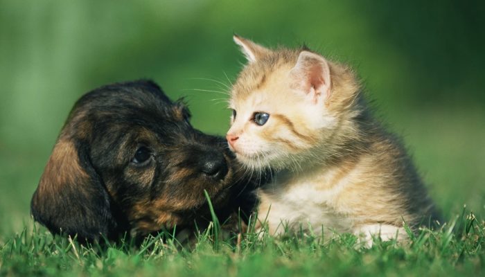 1 de 1 pets: cachorro e gato filhote - Foto: Connect Images/Getty Images