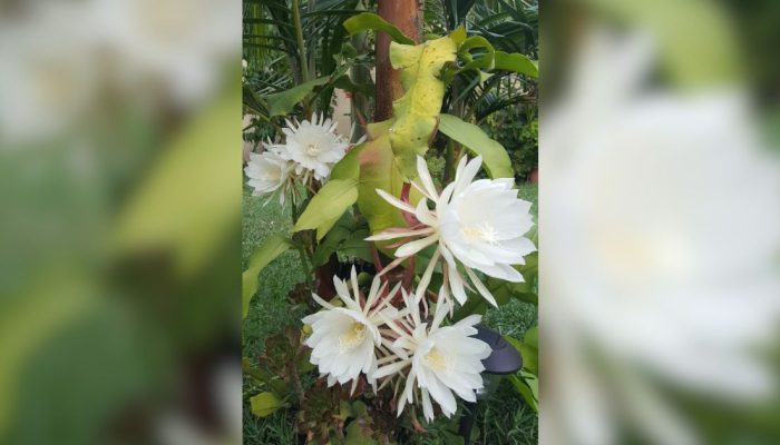 Conhecida pelo perfume intenso e pelas flores que se abrem apenas durante a noite, a dama-da-noit...