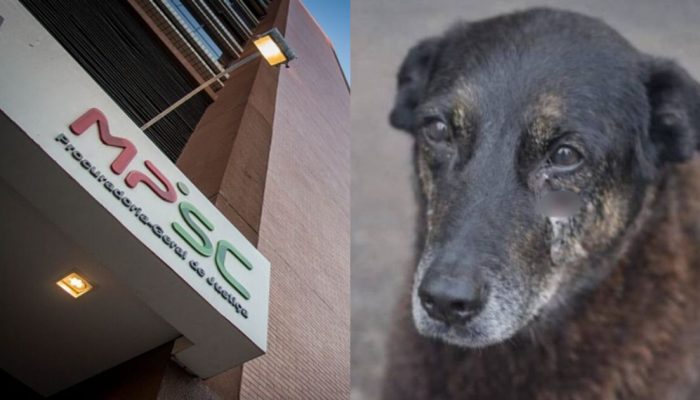 PrÃ³ximo passo do MPSC Ã© decidir se vai oferecer denÃºncia contra os supostos agressores d...