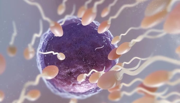 1 de 1 Imagem colorida mostra espermatozoide fecundadando óvulo - Metrópoles - Foto: Freepik