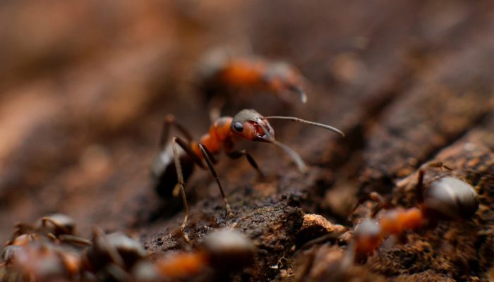 1 de 1 Imagem colorida mostra formigas em uma colônia- Metrópoles - Foto: Unsplash