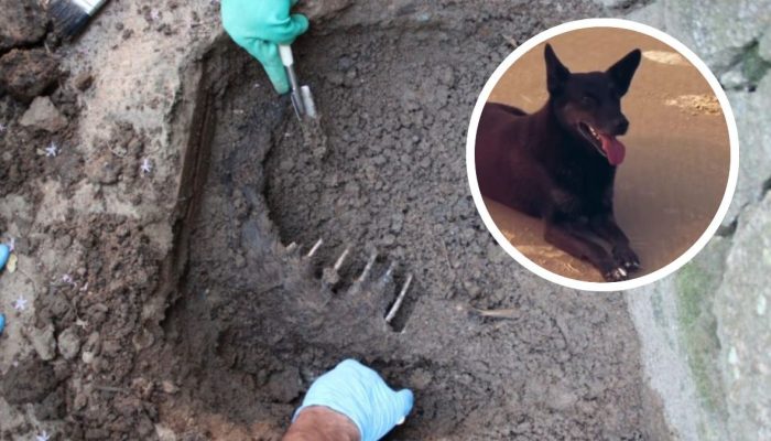 X.com/ReproduÃ§Ã£o/ND Mais