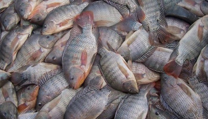 ReproduÃ§Ã£o/Redes Sociais/ND Mais